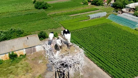 Storks eat in the nest Stock Footage 138322089