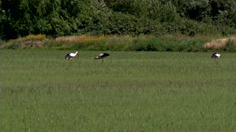 Storks eating in a rice field Stock Footage 48025147