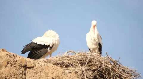 Storks in El Badii palace wall in Marrakesh Stock Footage 58193433