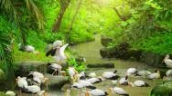 Storks Feeding Near River In Tropical Rainforest. Wildlife Animals Nature Video Stock Footage