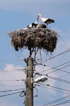 Storks feeding Stock Photos