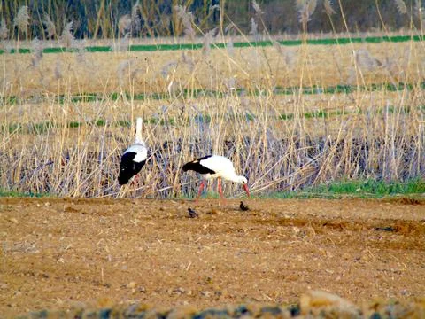Storks in the field - Maramures 库存照片