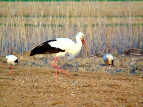 Storks in the field - Maramures Фото