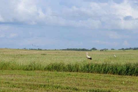 Storks on a field Stock Photos