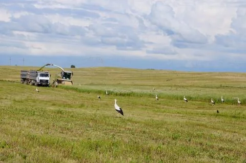 Storks on field Stock Photos
