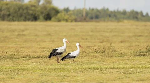 Storks in the field in the wild. Stock Photos