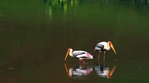 Storks Fishing 2 Stock Footage 11182785