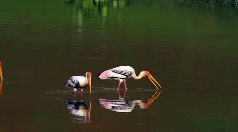 Storks Fishing1 Stock Footage 11182780