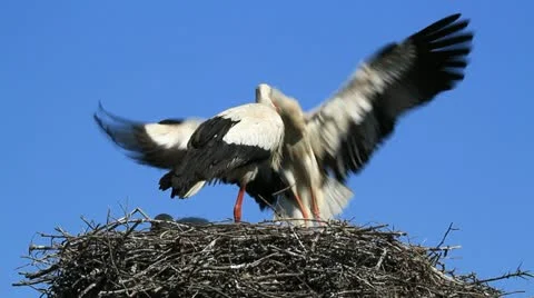 Storks five 動画素材 11290301