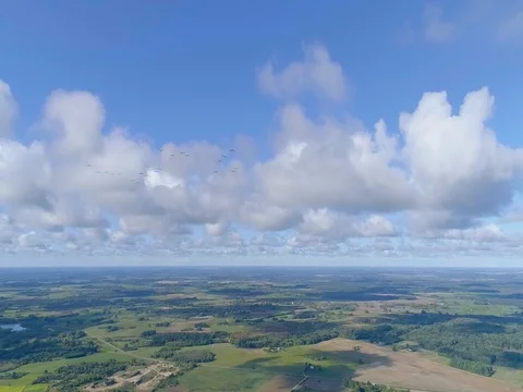 Storks flight close to drone over the fields and lake. birds fly above autumn Stock Footage 104672846
