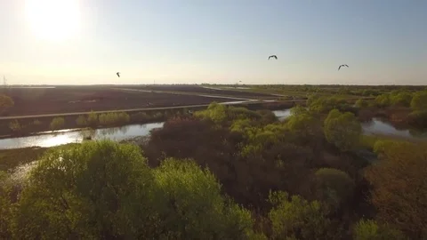 Storks flight close followed by drone copter at lake water in swampy bush area Stock Footage 77906616