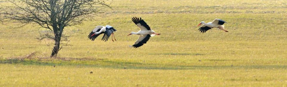 Storks in flight Stock Photos