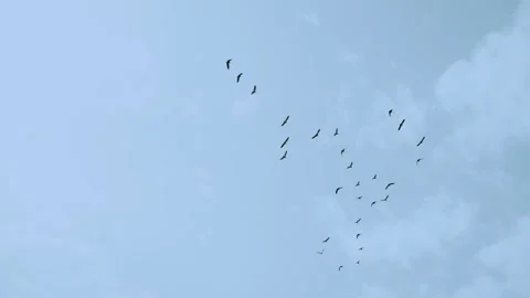 Storks fly and circle in the air during spring in Israel migration of birds Stock-Footage 154207272