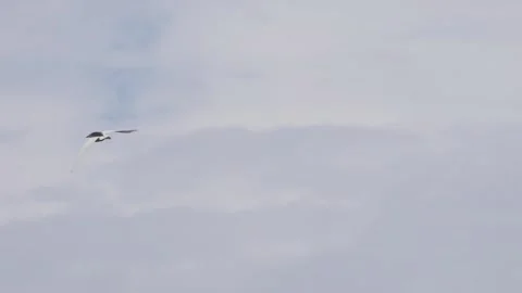 Storks fly over the rice fields Stock Footage 342356424
