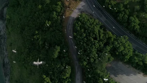 Storks fly over the road in the middle of the forest Stock Footage 130267889