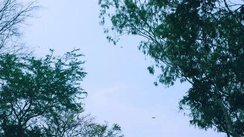 Storks fly in the sky above their nest in a high tree. Video stock 100605267