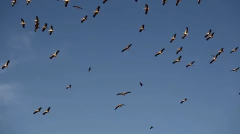 Storks flying against the blue sky 스톡 동영상 65212738