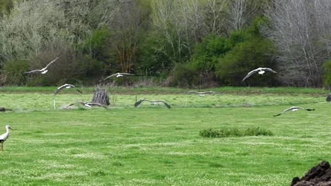 Storks flying low over green field with smooth tracking shot Stock Footage 307061956