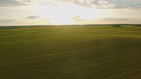 Storks flying over a field in the sunshine, aerial Stock Footage 72098040