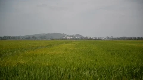 Storks flying over a rice field Stock Footage 48914553