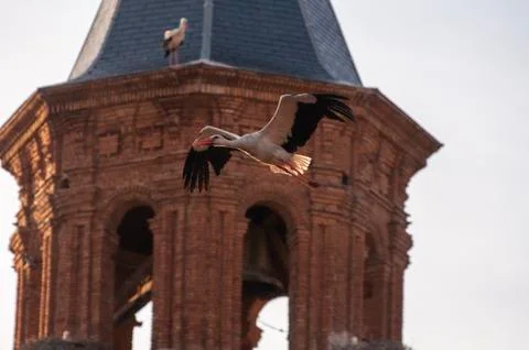 Storks flying in the sky Stock Photos