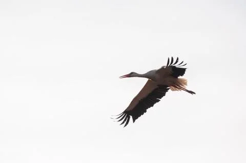 Storks flying in the sky Stock Photos