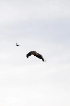 Storks flying in the sky Stock Photos