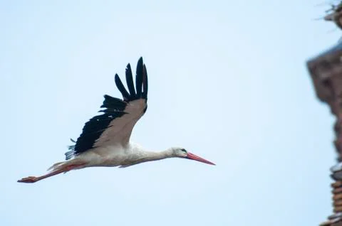 Storks flying in the sky Stock Photos