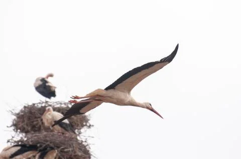 Storks flying in the sky Stock Photos