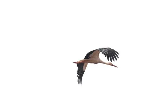 Storks flying in the sky Stock Photos