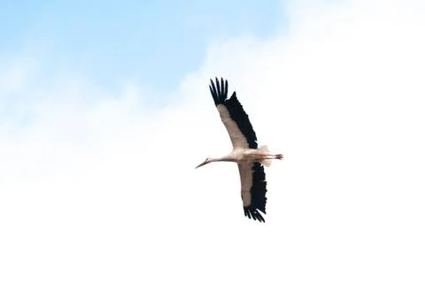 Storks flying in the sky Stock Photos