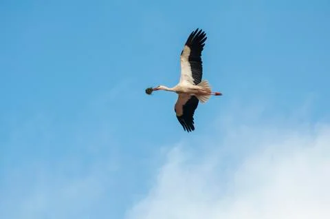 Storks flying in the sky Stock Photos