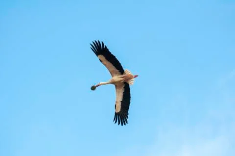 Storks flying in the sky Stock Photos