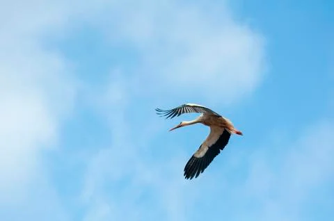 Storks flying in the sky Stock Photos