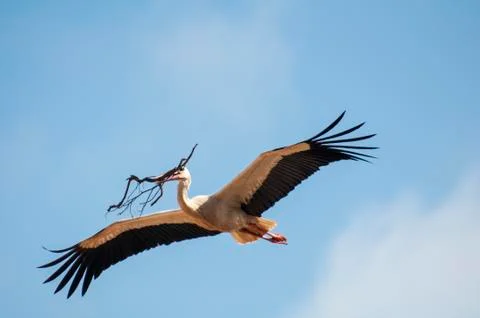 Storks flying in the sky Stock Photos