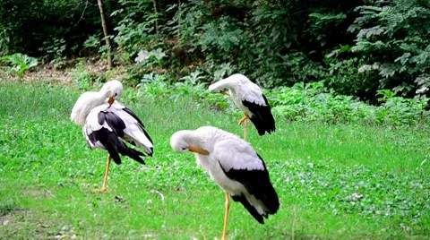 Storks Stock Footage 8540224
