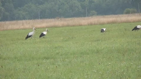 Storks Video stock 8759818