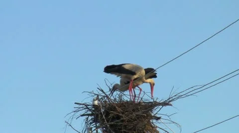 Storks 스톡 동영상 10916698