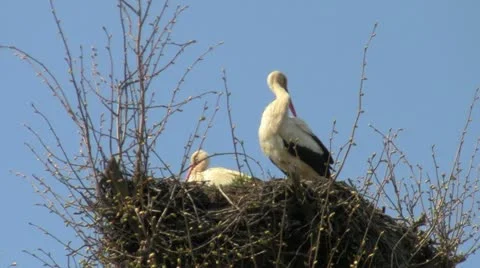 Storks Vídeo Stock 10978296