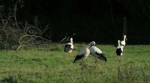 Storks Stock Footage 20526025