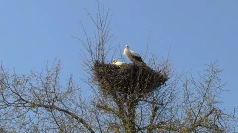 Storks Vídeo Stock 20630089