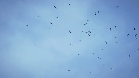 Storks Stock Footage 22799923