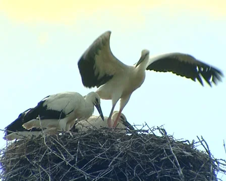 Storks Stock Footage 25563118