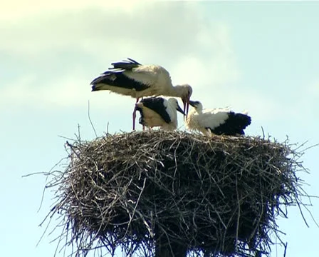 Storks Stock Footage 25563124