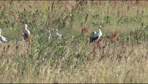 Storks Stock Footage 25596719
