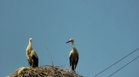 Storks. Stock Footage 37022204
