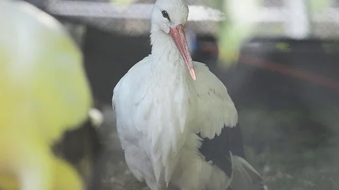 Storks Stock Footage 81478467