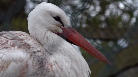 Storks Stock Footage 89399796