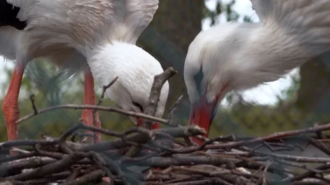 Storks Stock Footage 89400118