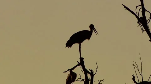 Storks Stock Footage 117313773